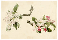 Lilla S., Apple Blossom Study – c.1882 watercolour painting