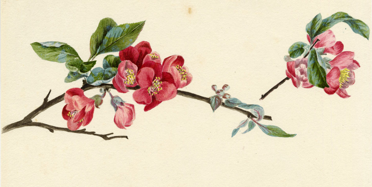 Lilla S., Flowering Quince Blossom Study – c.1882 watercolour painting