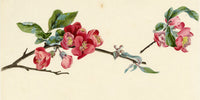 Lilla S., Flowering Quince Blossom Study – c.1882 watercolour painting