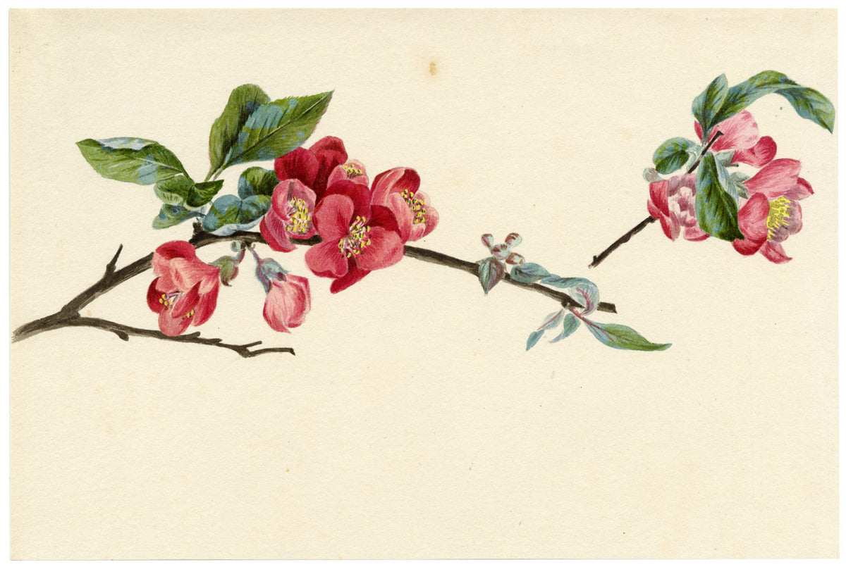 Lilla S., Flowering Quince Blossom Study – c.1882 watercolour painting