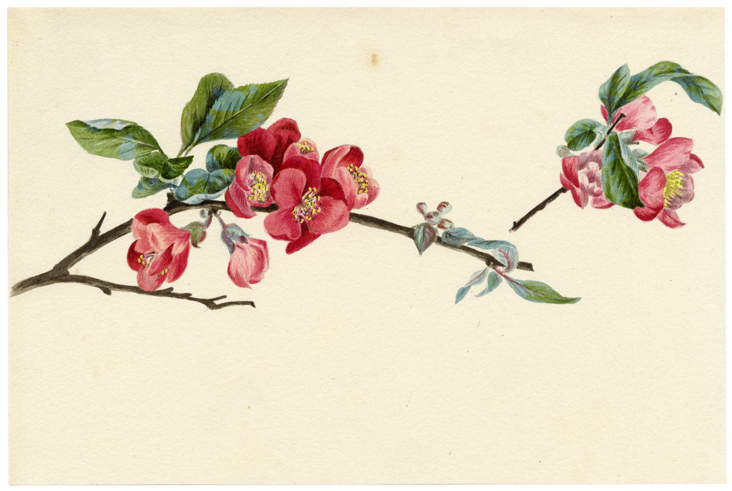 Lilla S., Flowering Quince Blossom Study – c.1882 watercolour painting