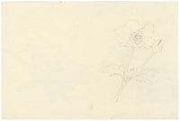 Lilla S., Flowering Quince Blossom Study – c.1882 watercolour painting