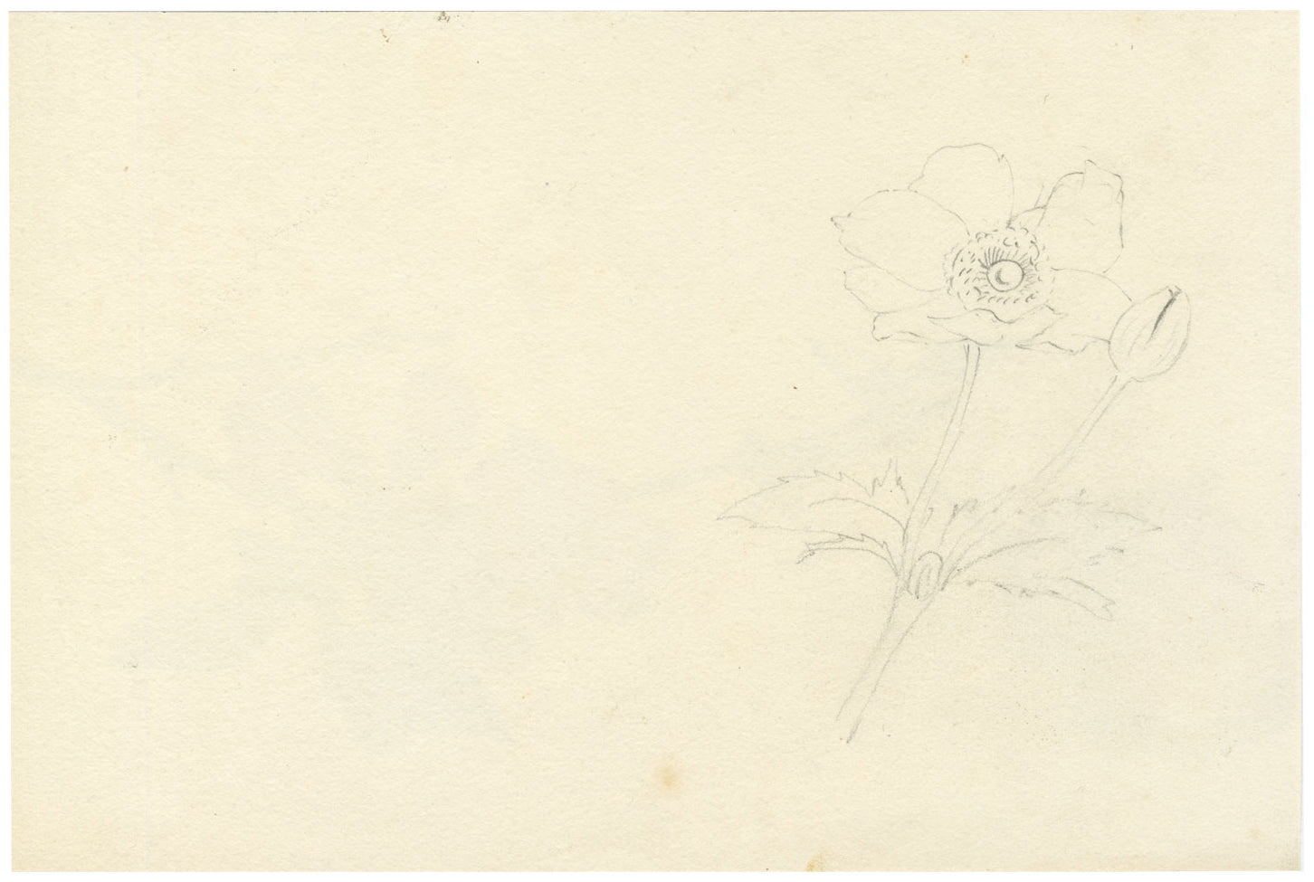 Lilla S., Flowering Quince Blossom Study – c.1882 watercolour painting