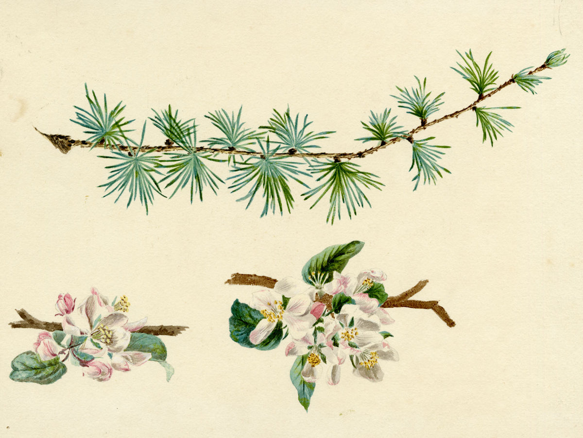 Lilla S., Larch Tree Branch & Apple Blossom Study – c.1882 watercolour painting