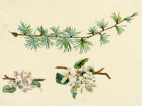 Lilla S., Larch Tree Branch & Apple Blossom Study – c.1882 watercolour painting