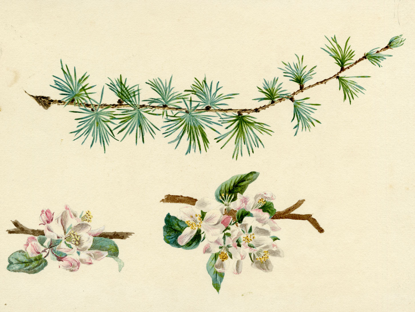 Lilla S., Larch Tree Branch & Apple Blossom Study – c.1882 watercolour painting
