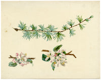 Lilla S., Larch Tree Branch & Apple Blossom Study – c.1882 watercolour painting