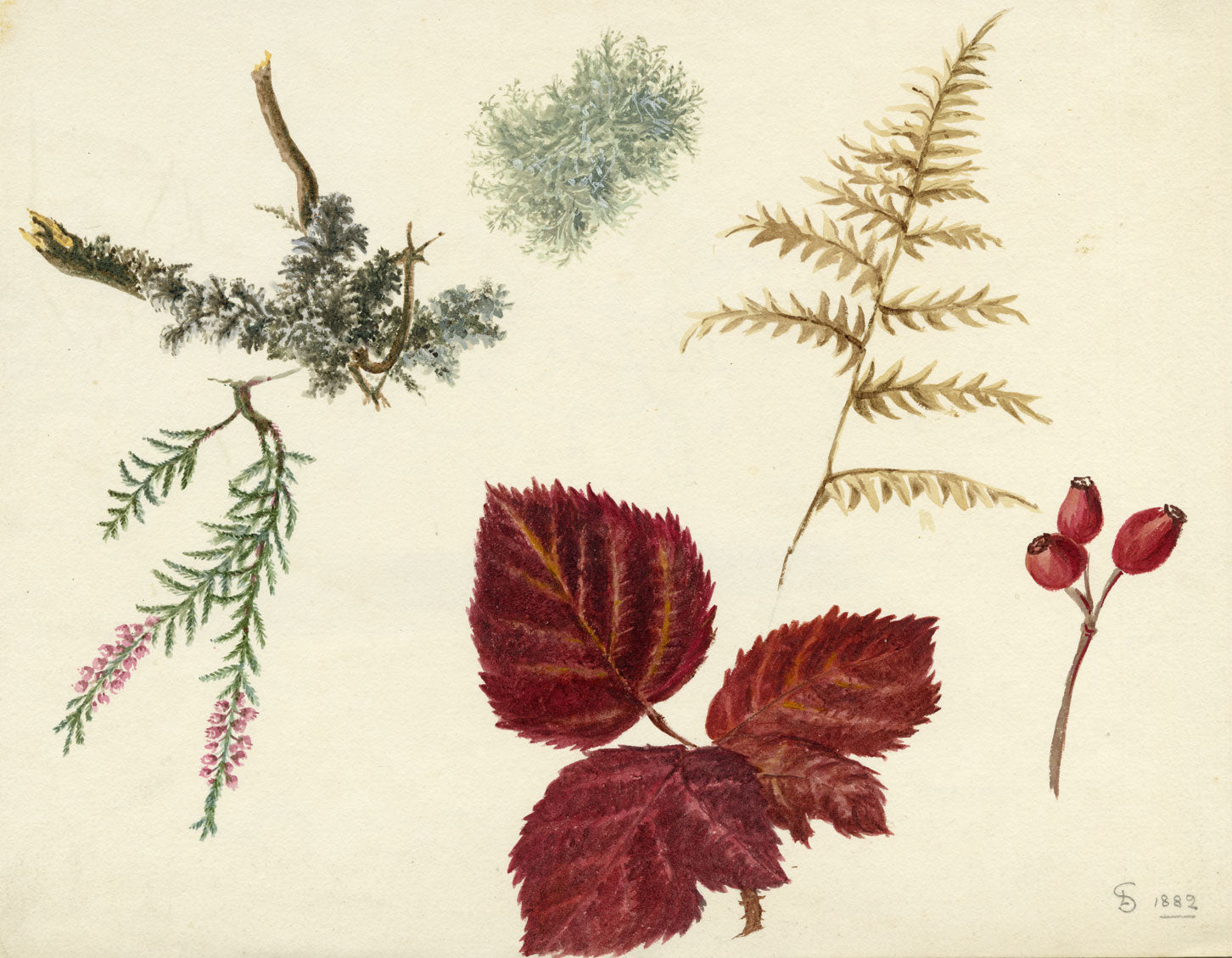 Lilla S., Lichen, Fern & Heather, Autumn at Loch Leven, Scotland – 1882 watercolour painting