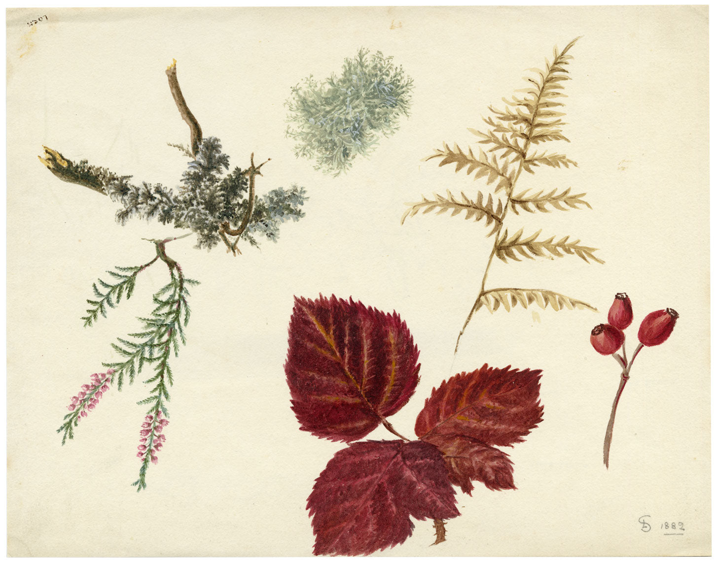 Lilla S., Lichen, Fern & Heather, Autumn at Loch Leven, Scotland – 1882 watercolour painting