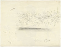 Lilla S., Lichen, Fern & Heather, Autumn at Loch Leven, Scotland – 1882 watercolour painting