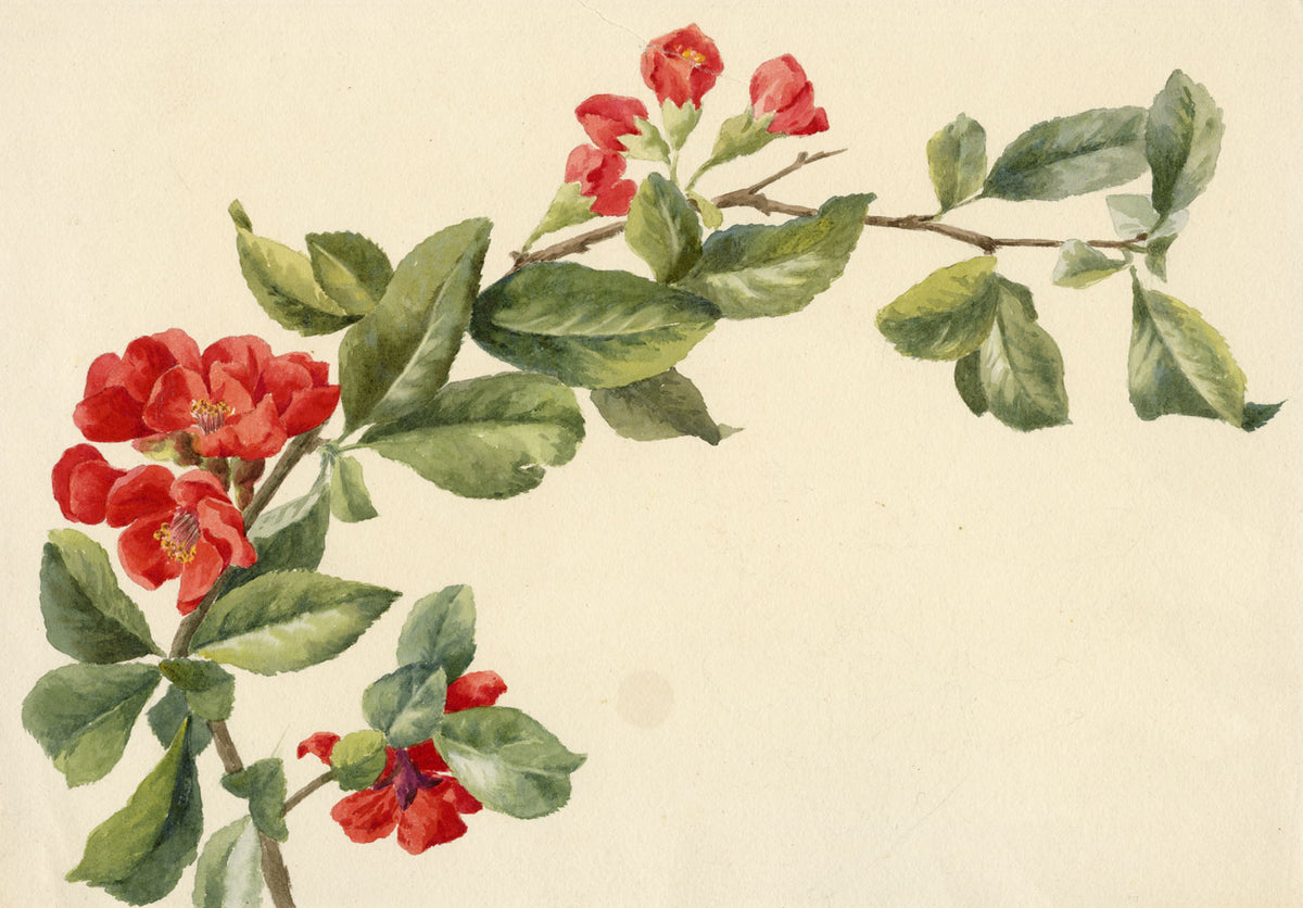 Lilla S., Japanese Quince (Chaenomeles japonica) Study – c.1882 watercolour painting