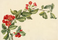 Lilla S., Japanese Quince (Chaenomeles japonica) Study – c.1882 watercolour painting