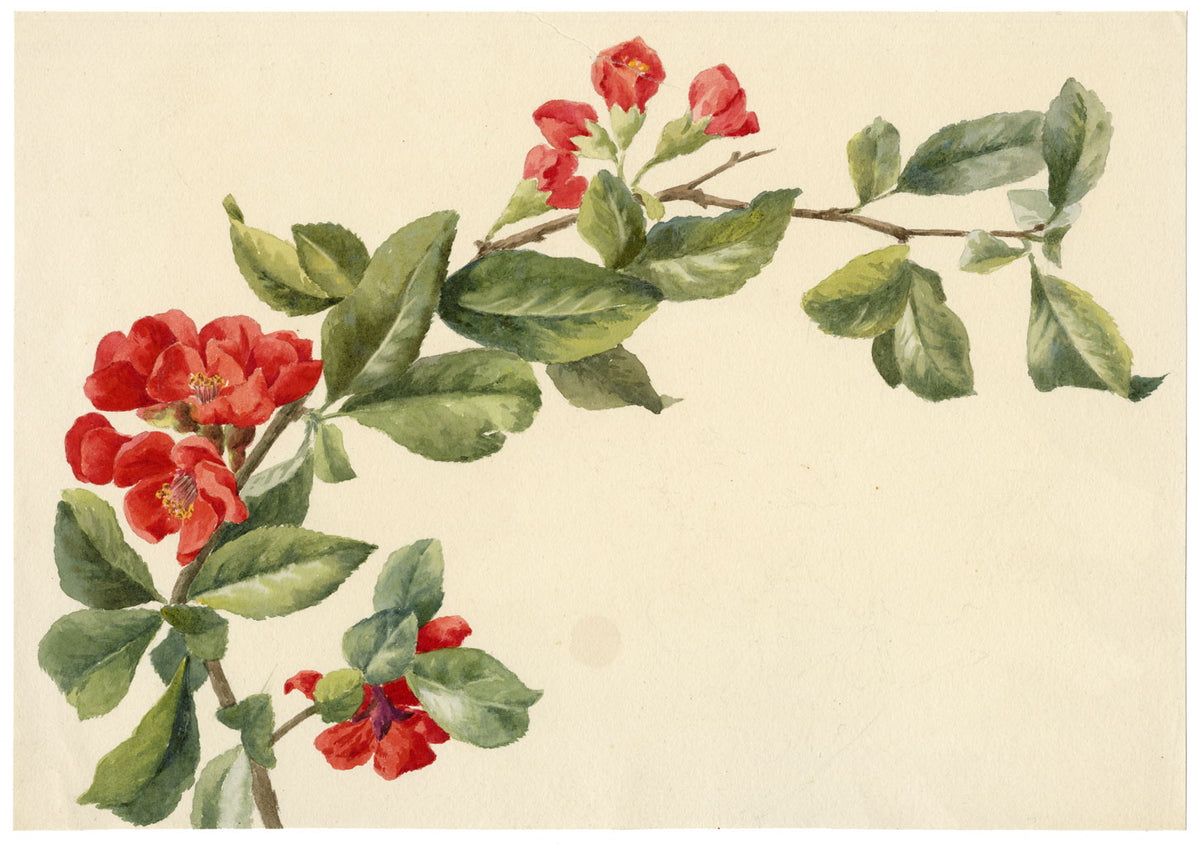 Lilla S., Japanese Quince (Chaenomeles japonica) Study – c.1882 watercolour painting