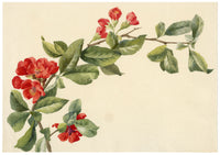 Lilla S., Japanese Quince (Chaenomeles japonica) Study – c.1882 watercolour painting