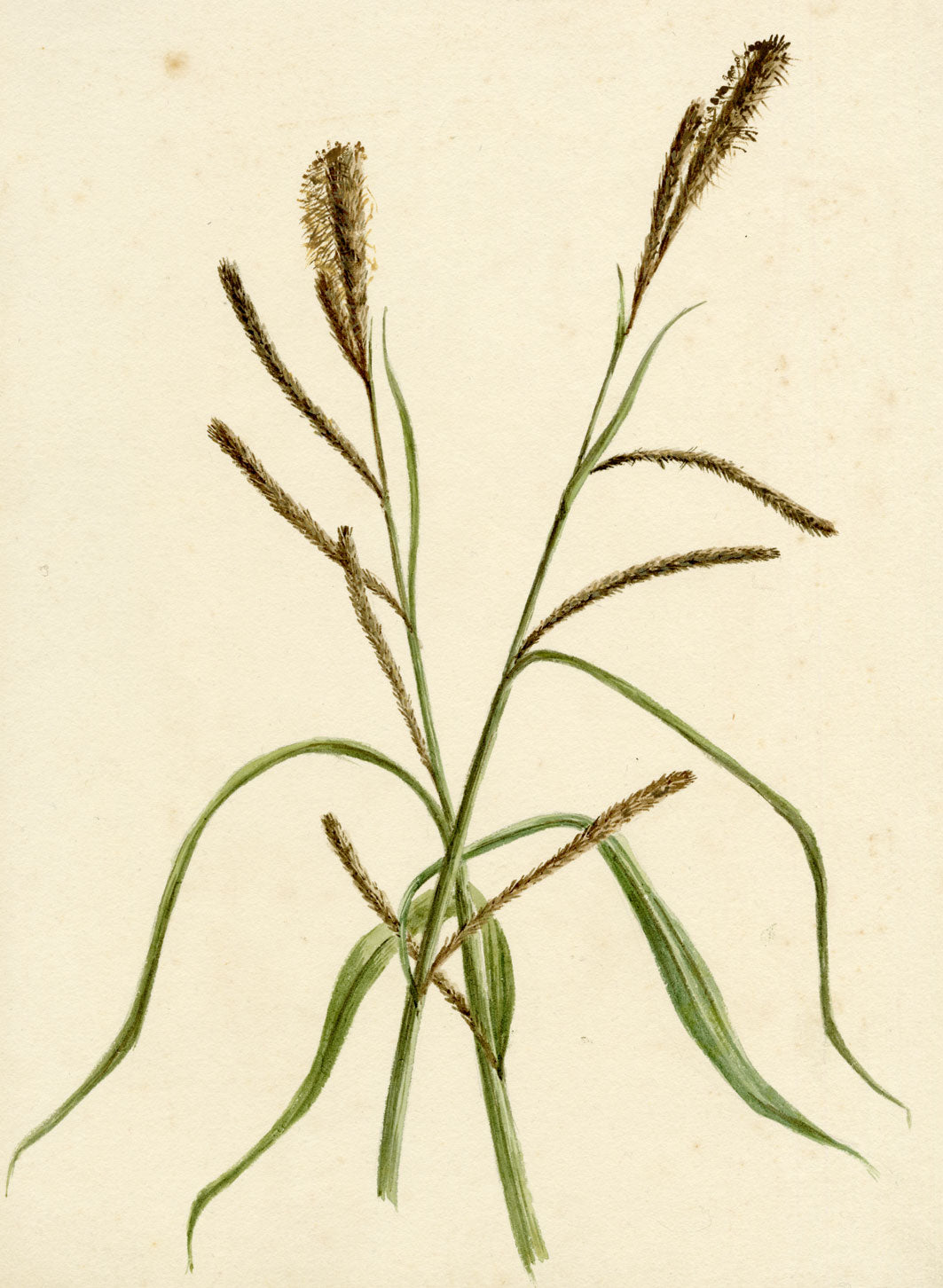 Lilla S., Pendulous Sedge Grass (Carex pendula) Study – c.1882 watercolour painting