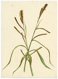 Lilla S., Pendulous Sedge Grass (Carex pendula) Study – c.1882 watercolour painting