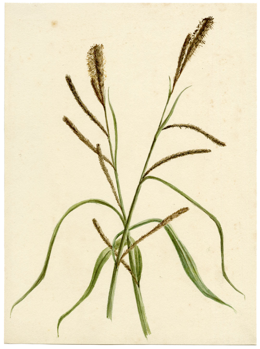 Lilla S., Pendulous Sedge Grass (Carex pendula) Study – c.1882 watercolour painting
