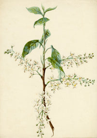 Lilla S., Bird Cherry (Prunus padus) Study – c.1882 watercolour painting