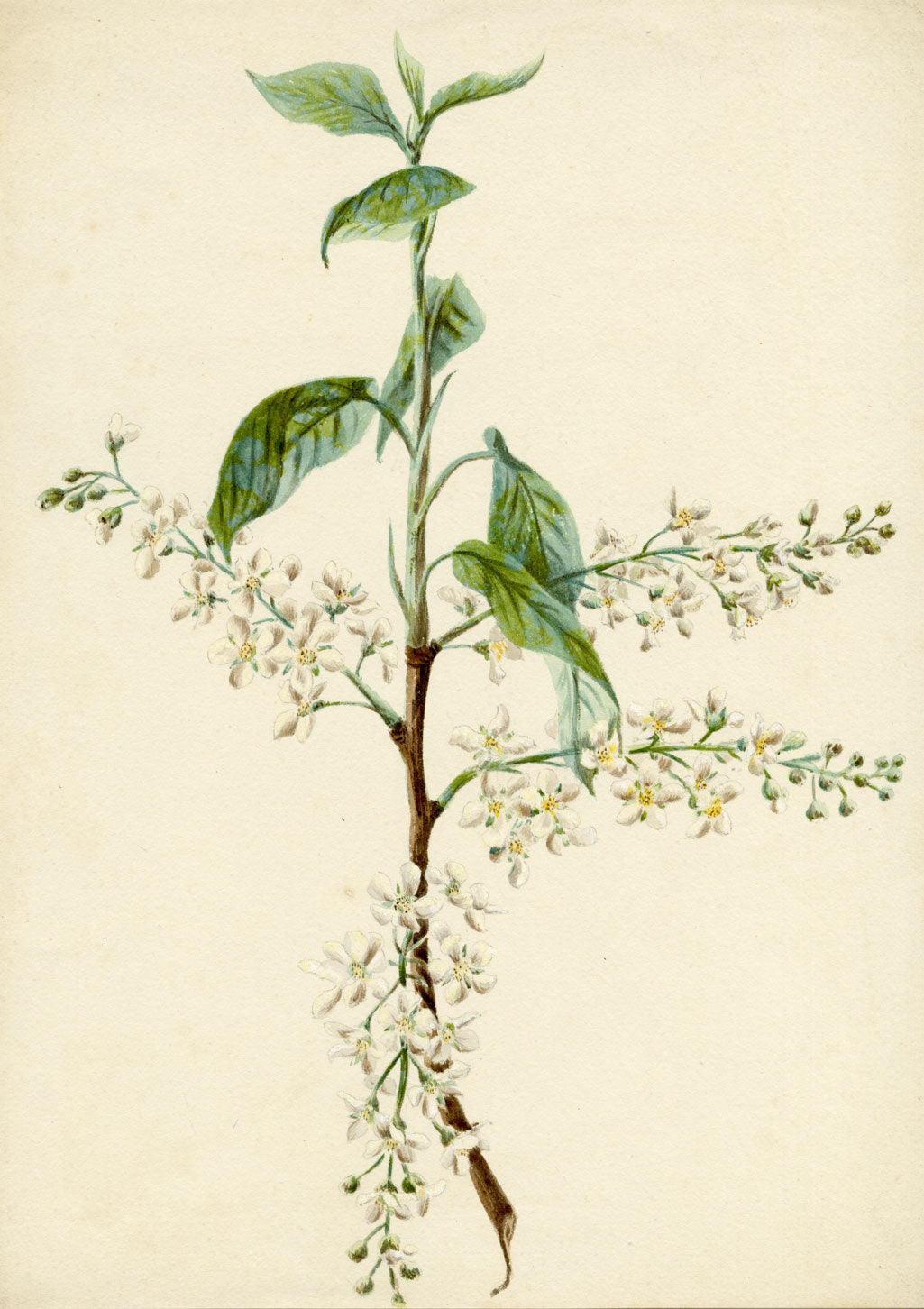 Lilla S., Bird Cherry (Prunus padus) Study – c.1882 watercolour painting