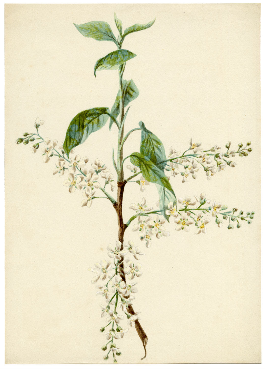 Lilla S., Bird Cherry (Prunus padus) Study – c.1882 watercolour painting