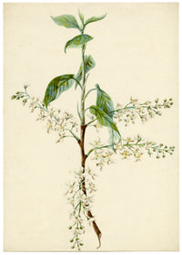 Lilla S., Bird Cherry (Prunus padus) Study – c.1882 watercolour painting