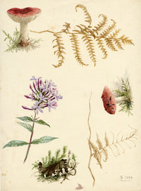 Lilla S., Woodland Studies (Russula genus, Fern, Soapwort) – 1882 watercolour painting