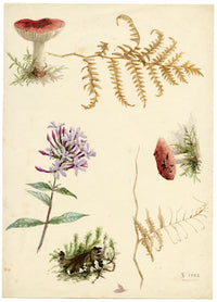 Lilla S., Woodland Studies (Russula genus, Fern, Soapwort) – 1882 watercolour painting
