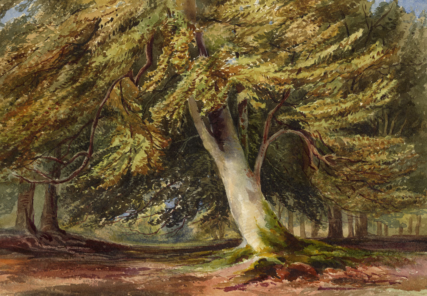 Anon., Woodland Trees After David Hall McKewan – c.1870s watercolour painting
