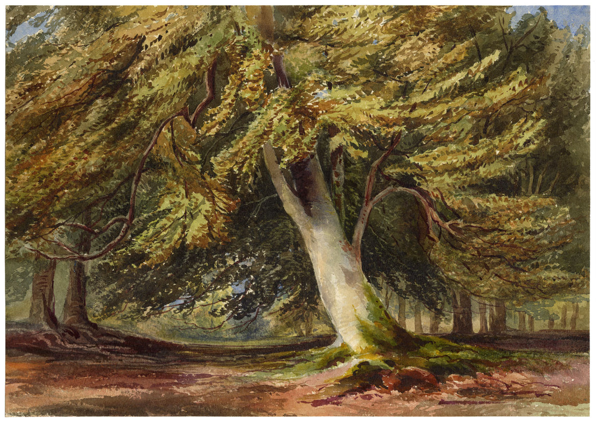 Anon., Woodland Trees After David Hall McKewan – c.1870s watercolour painting