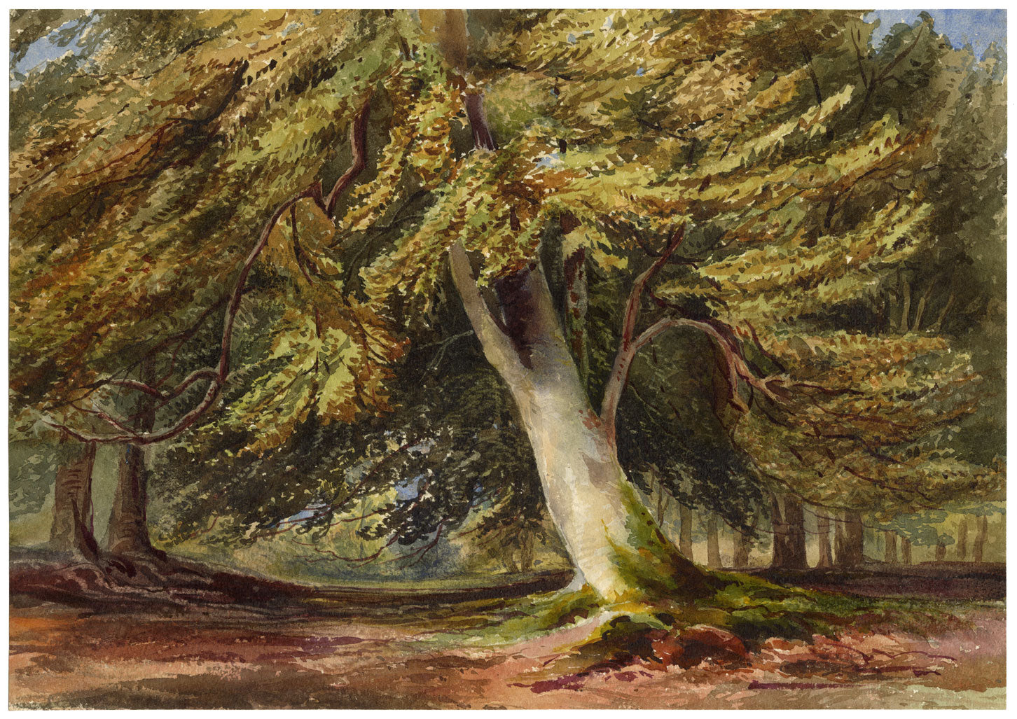 Anon., Woodland Trees After David Hall McKewan – c.1870s watercolour painting