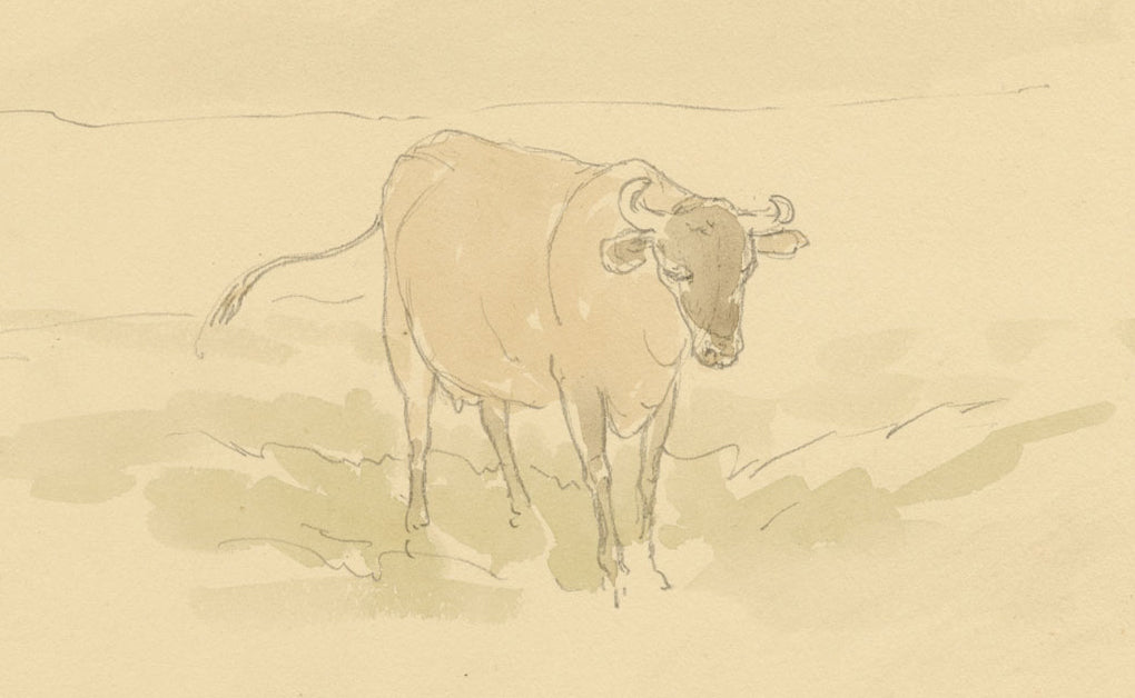 Mary Elizabeth Crawhall, Yorkshire Cow – 1898 watercolour painting
