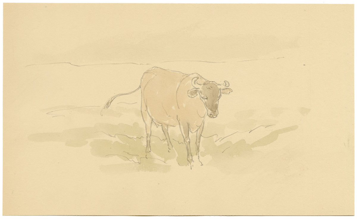 Mary Elizabeth Crawhall, Yorkshire Cow – 1898 watercolour painting