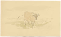 Mary Elizabeth Crawhall, Yorkshire Cow – 1898 watercolour painting