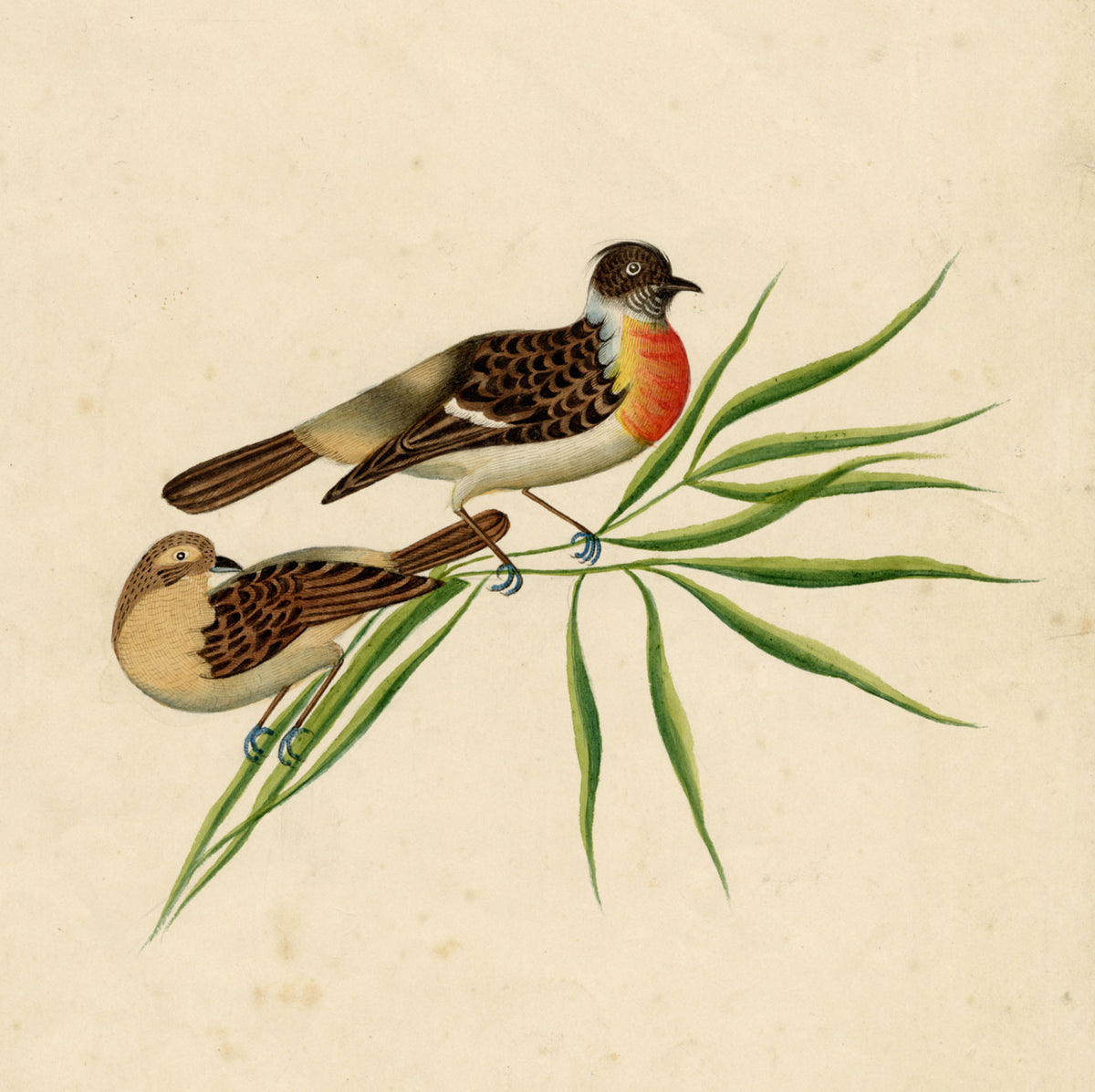 Indian Company School, Pair of Asian Stonechat Birds – 19th-century watercolour painting