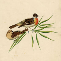 Indian Company School, Pair of Asian Stonechat Birds – 19th-century watercolour painting