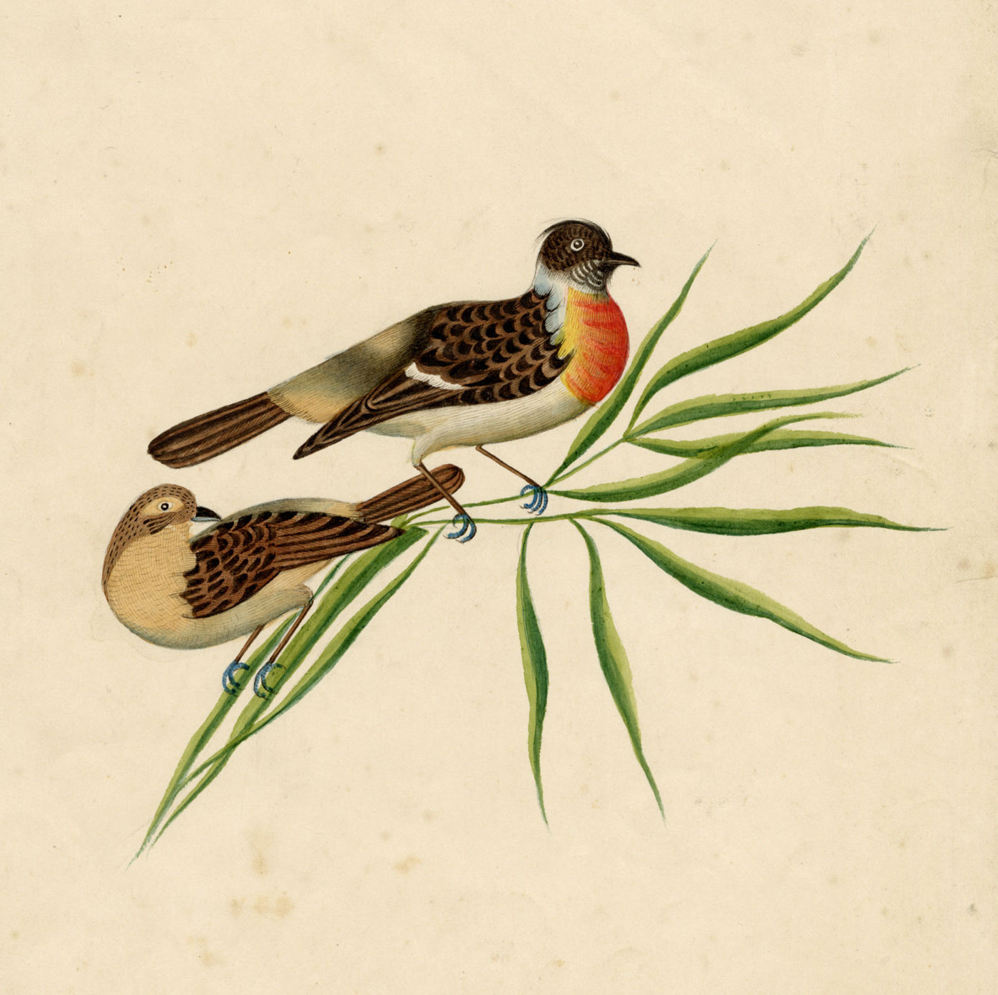 Indian Company School, Pair of Asian Stonechat Birds – 19th-century watercolour painting