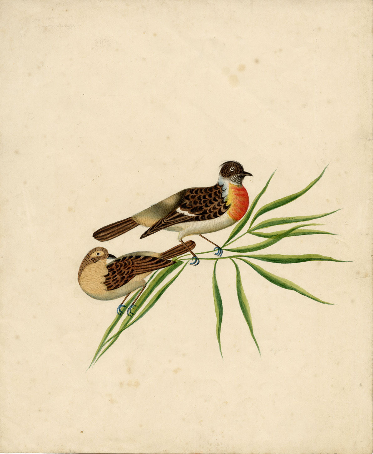 Indian Company School, Pair of Asian Stonechat Birds – 19th-century watercolour painting