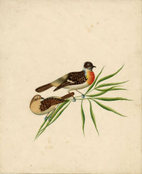 Indian Company School, Pair of Asian Stonechat Birds – 19th-century watercolour painting