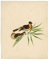 Indian Company School, Pair of Asian Stonechat Birds – 19th-century watercolour painting