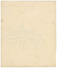 Indian Company School, Pair of Asian Stonechat Birds – 19th-century watercolour painting