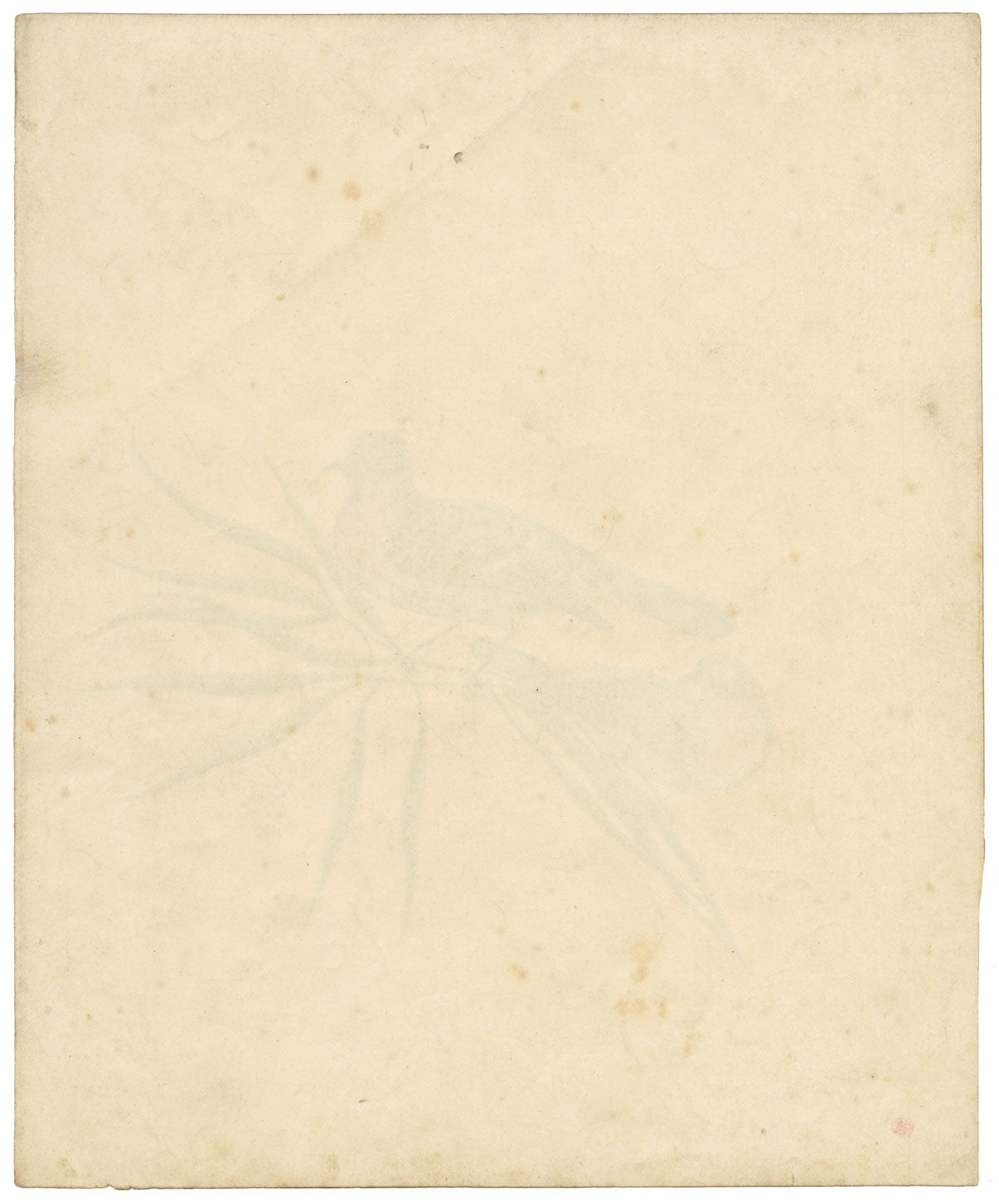 Indian Company School, Pair of Asian Stonechat Birds – 19th-century watercolour painting