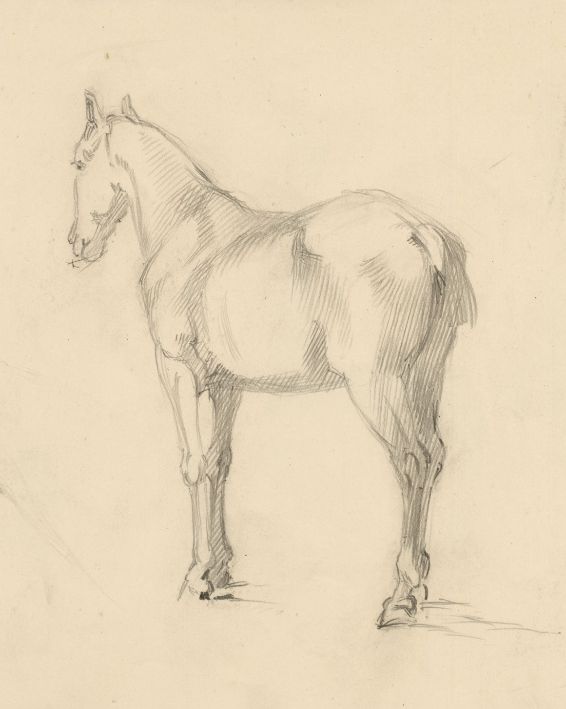 Isabel Lewis, Horse Study – c.1900s graphite drawing