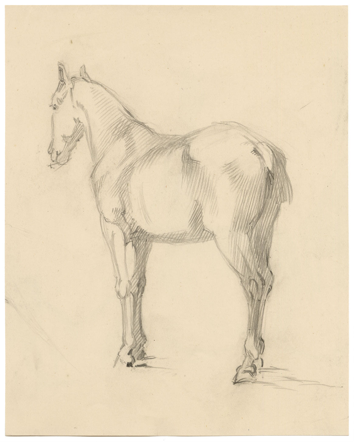 Isabel Lewis, Horse Study – c.1900s graphite drawing