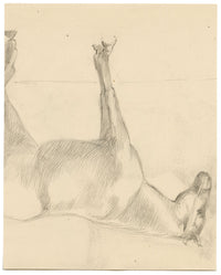 Isabel Lewis, Horse Study – c.1900s graphite drawing