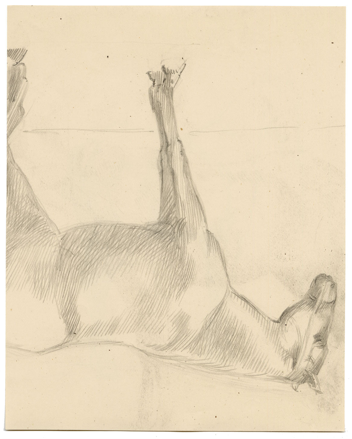Isabel Lewis, Horse Study – c.1900s graphite drawing