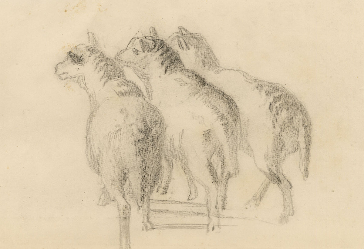 Isabel Lewis, Sheep Study – c.1900s graphite drawing