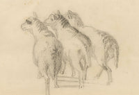 Isabel Lewis, Sheep Study – c.1900s graphite drawing