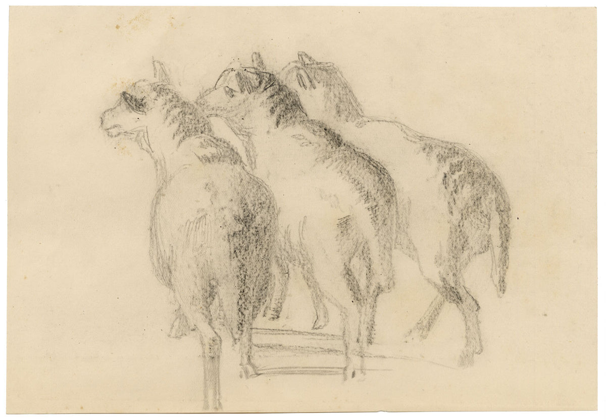 Isabel Lewis, Sheep Study – c.1900s graphite drawing