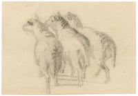 Isabel Lewis, Sheep Study – c.1900s graphite drawing