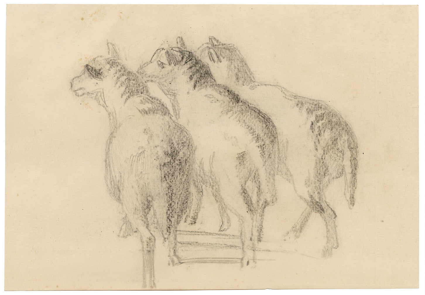 Isabel Lewis, Sheep Study – c.1900s graphite drawing